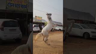 pushkar mela 2023pushkar horse mela 2023pushkar melapushkar fair 2023pushkar horse market [upl. by Helman]