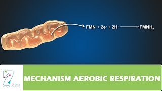 MECHANISM OF AEROBIC RESPIRATION PART 04 [upl. by Howland]