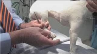 Dog Health amp Treatments  How to Remove a Tick From an Animal [upl. by Aicul]