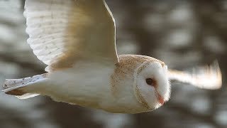 SlowMo Barn Owl in Flight  Unexpected Wilderness  BBC Earth [upl. by Ainos]