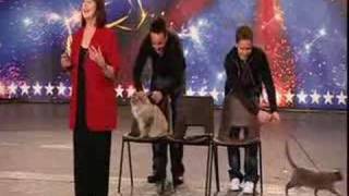 Britains got talent  Cats [upl. by Cini808]