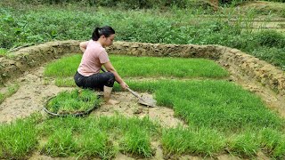 How to Build Agriculture Make Terraced Fields And Rice Cultivation [upl. by Aerdno429]