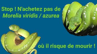 Sois averti avant dacheter ton premier Morelia viridis  azurea [upl. by Akelam211]