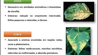 Fisiologia Vegetal  Deficiências Nutricionais [upl. by Brynna872]