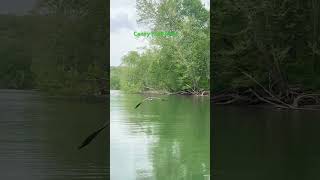 Caney Fork River in Tenneesee wildlife [upl. by Rese]