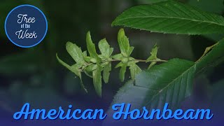 Tree of the Week American Hornbeam [upl. by Tenn]