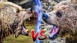 Grizzly bear vs Kodiak bear Who would win in a fight [upl. by Lexine]