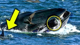 Whale Suddenly Swallowed A Diver 5 Minutes Later Everyone Was Extremely Shocked To See [upl. by Kciregor]