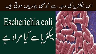 What Is Escherichia E Coli Bacteria Infection In Urdu E Coli Bacteria Kya Hota Hai [upl. by Halima444]