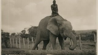 EXCLUSIVE photos of colonial Africa show Elephant Riders in the Congo [upl. by Ahseya]