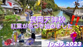 【秋の景色•長岡天神•京都】秋の観光ツアーした外国人‼️ 長岡天神の紅葉が色づき始めました‼️ Autumn foliage in Nagaoka Tenjin KYOTO JAPAN ‼️ [upl. by Gearhart889]