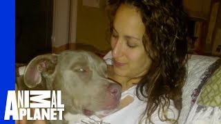 Farah Mark and Carlitos Happily Ever After  Pit Bulls and Parolees [upl. by Catto]