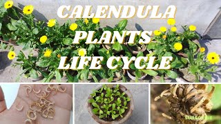 Calendula Plants Complete Lifecycle Urdu From Seeds Germination Plants Care Flowering Seeds [upl. by Reger]