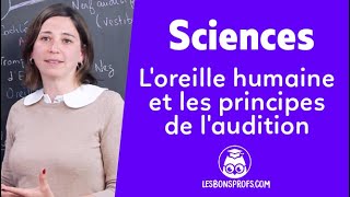 Loreille humaine et les principes de laudition  Sciences  1re  Les Bons Profs [upl. by Tom]