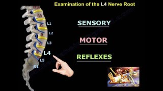 Examination Of L4 Nerve Root  Everything You Need To Know  Dr Nabil Ebraheim [upl. by Emmett]