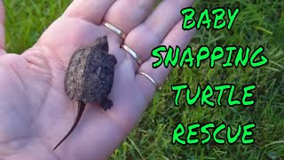 Baby Snapping Turtle in my Backyard  Rescue and Release  Help a Turtle [upl. by Jovitah]