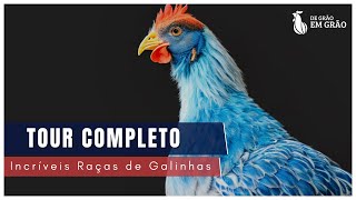 Conheça nosso Criatório Um passeio pelas diversas RAÇAS de GALINHAS e aves do Criatório Neves  E30 [upl. by Nrek210]