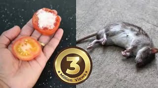 How To Kill Rats Within 30 minutes  Home Remedy Magic Ingredient  Mr Maker [upl. by Nhguahs]