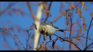 Hoary Redpoll  Arctic Redpoll [upl. by Leugimesoj]