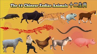 12 Chinese Zodiac Animals十二生肖 [upl. by Mairam]