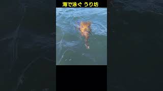 猪、海で泳ぐ、速い（うり坊）鹿児島弁オヤジと猪鶏の田舎暮らし [upl. by Cottrell]