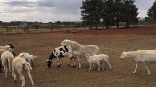 Borrego macho tiene 30 hembras y quiere a la más difícil [upl. by Oirelav425]