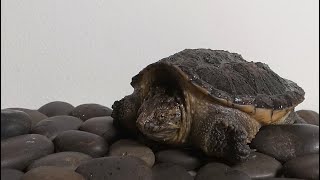 Snapping Turtle [upl. by Onitnerolf]