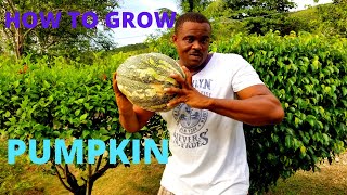 How to grow Pumpkin seeds only in 3 days in JAMAICA [upl. by Aisitel150]