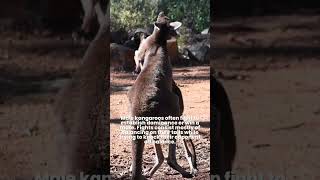 Why Kangaroo Fight 🦘Kangaroo Boxing Fight  Boxing Kangaroo oneminutefact animalfact [upl. by Ahsital]