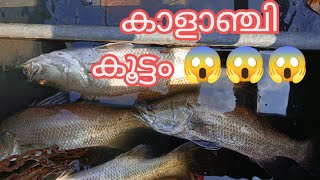 നരി മീൻ കൂട്ടം fishhunterkerala barramundi barramundi fishing barra [upl. by Stearn985]