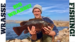 WRASSE FISHING Big Wrasse  Texas Rigging [upl. by Ielerol]