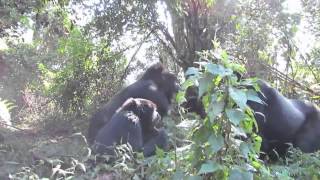 Wild Silverback Gorilla Fight In Bwindi [upl. by Nannoc]