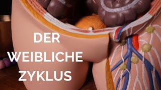 Der weibliche Zyklus [upl. by Sweet738]