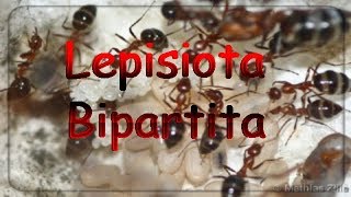 Lepisiota Bipartita Haltungsbericht [upl. by Cristy]