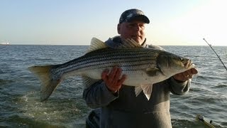 Striped bass Fishing  Rockfishing in Maryland [upl. by Ernesto]