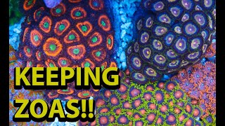 The Secret to Keeping Zoanthids [upl. by Rosalia]