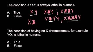 Possible or not XXY XXXY XXYY XXXXY and YO genotypes [upl. by Yanej936]