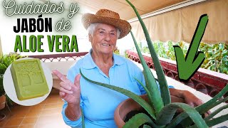 Cuidados y JABÓN de ALOE VERA ❤️ INCREÍBLES RESULTADOS  Planta CURATIVA 👍 [upl. by Lhamaj]