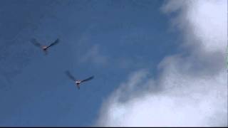 Flying Flamingos at Bonaire [upl. by Elleinwad908]