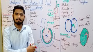 Development And Structure Of Seed Class 10 In Urdu Hindi  Hilum  Micropyle  Plumule  Radical [upl. by Paryavi]