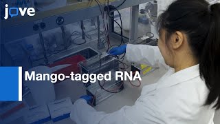 Mangotagged RNA Visualization in Polyacrylamide Gels  Protocol Preview [upl. by Alyel41]