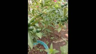 jeruk tong heng full buah [upl. by Eldwun]