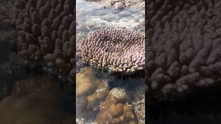 Acropora hemprichii pink coral live shorts youtubeshorts [upl. by Barstow]