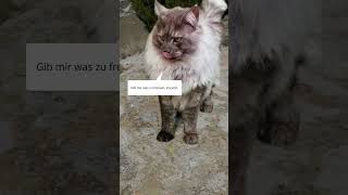 Maine Coon Kater 😺 frisst und will noch einen Fisch 😂  Lustige Katzenvideos katzen katzenvideos [upl. by Wilfreda983]