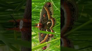 Cecropia moth nature butterfly [upl. by Adnirolc]