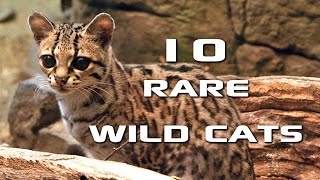 10 Rare Wild Cats Youve Never Heard Of Creature Countdown  FreeSchool [upl. by Aima357]