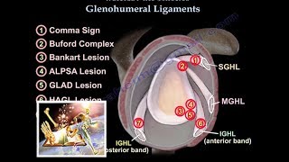 Glenohumeral Ligaments ligaments of the shoulder  Everything You Need To Know  Dr Nabil Ebraheim [upl. by Ntsyrk]