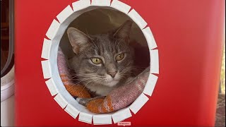 How to make a simple cat shelter out of a cooler [upl. by Anatole]