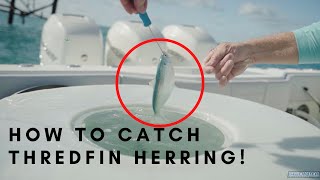 How to CATCH BAIT  Thredfin Herring Pilchards Sardines [upl. by Ase]