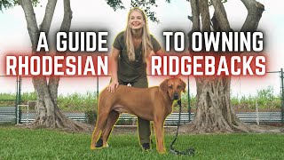 A Guide to Owning a Rhodesian Ridgeback dog  The AFRICAN LION Hunters [upl. by Ahsenak349]